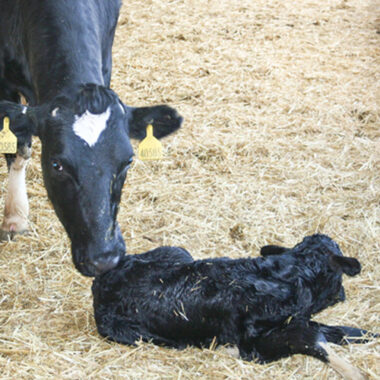 Υποκλινική υπασβεστιαιμία στις αγελάδες: Συχνότητα εμφάνισης