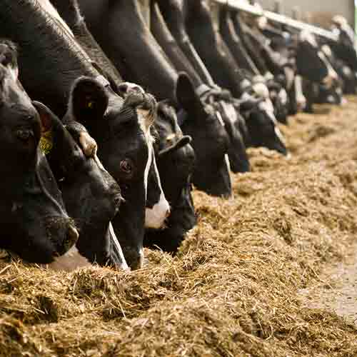 Ισορροπιστές αγελάδων Vitfarm